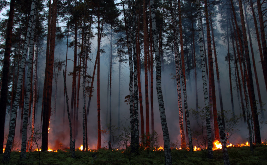 Фото Greenpeace.
